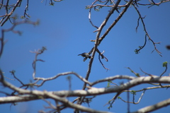 Polioptila albiloris