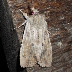 Lithophane patefacta