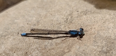 Oxyagrion ablutum
