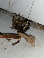 Vespula vulgaris