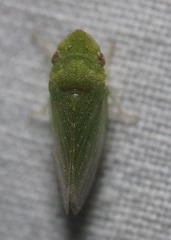 Xerophloea peltata