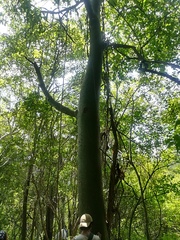 Ceiba trischistandra