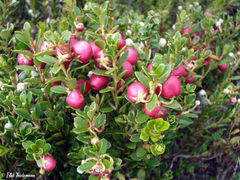 Gaultheria poeppigii