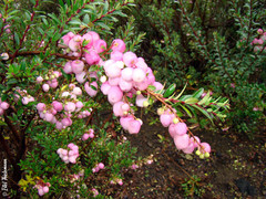Gaultheria poeppigii