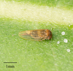 Ctenarytaina longicauda