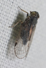 Melanoliarus maidis