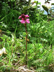Pedicularis nordmanniana