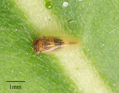 Ctenarytaina longicauda