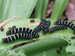 Xanthopastis regnatrix