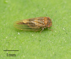 Ctenarytaina longicauda