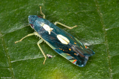 Diedrocephala