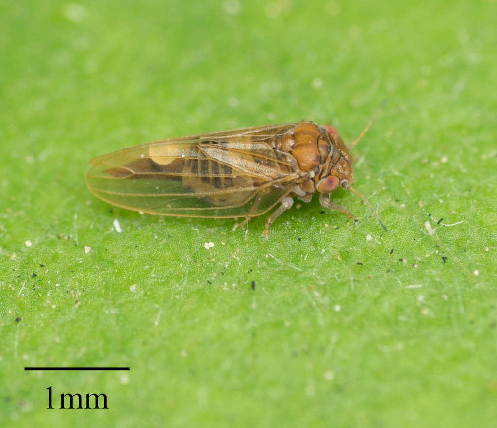 Tristania Psyllid