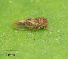 Ctenarytaina longicauda