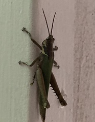 Coryacris angustipennis