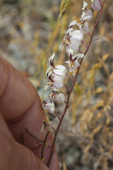 Streptanthus glandulosus secundus