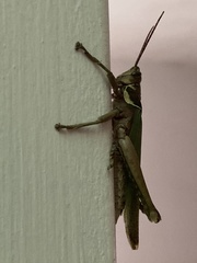 Coryacris angustipennis