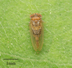 Ctenarytaina longicauda