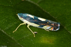 Diedrocephala