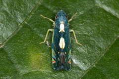 Diedrocephala