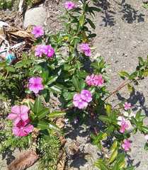 Catharanthus roseus