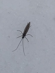Chilostigma itascae