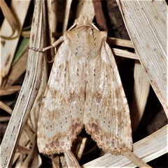Lithophane bethunei