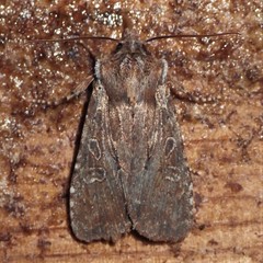 Lithophane oriunda