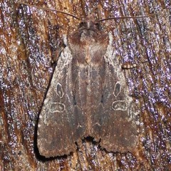 Lithophane oriunda