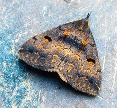 Phalaenostola hanhami