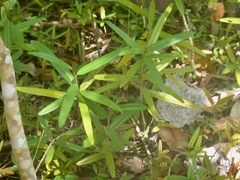 Quadrella cynophallophora image