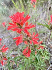 Castilleja affinis affinis