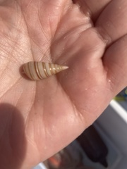 Pyramidella