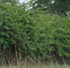 Pereskia aculeata
