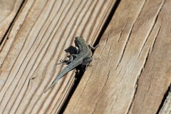 Uta stansburiana elegans