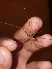Scytodes longipes