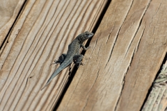 Uta stansburiana elegans