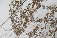Artemisia sieversiana