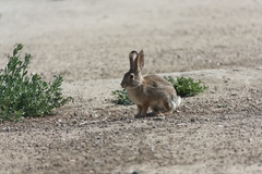 Sylvilagus audubonii