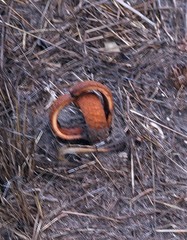 Prosopanche americana