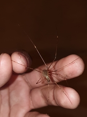 Scytodes longipes
