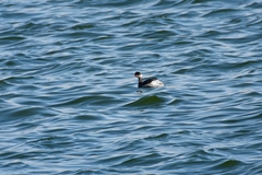 Podiceps nigricollis