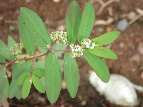 Euphorbia hypericifolia image