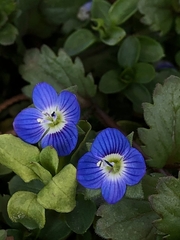 Veronica persica