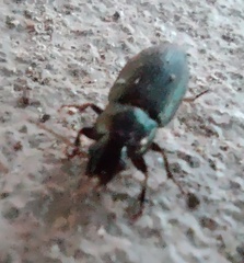 Harpalus