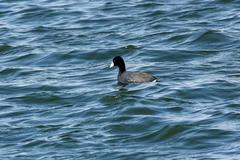 Fulica americana