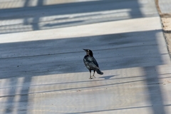 Euphagus cyanocephalus