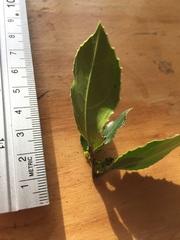 Rhamnus alaternus