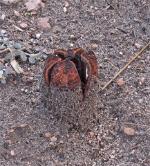 Prosopanche americana