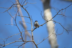 Polioptila albiloris