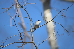 Polioptila albiloris